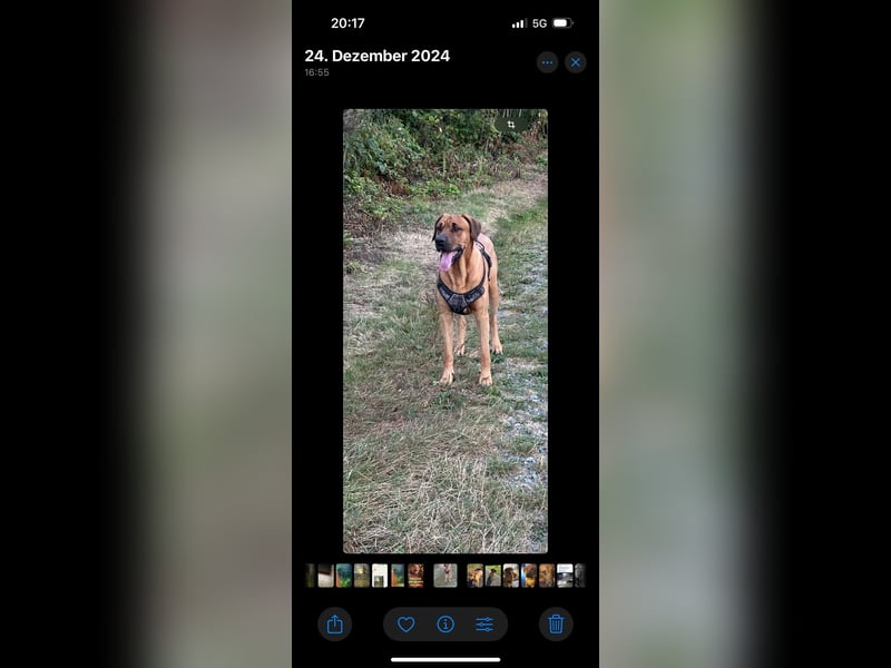 Cane Corso / Flat / Broholmer Wurfankündigung