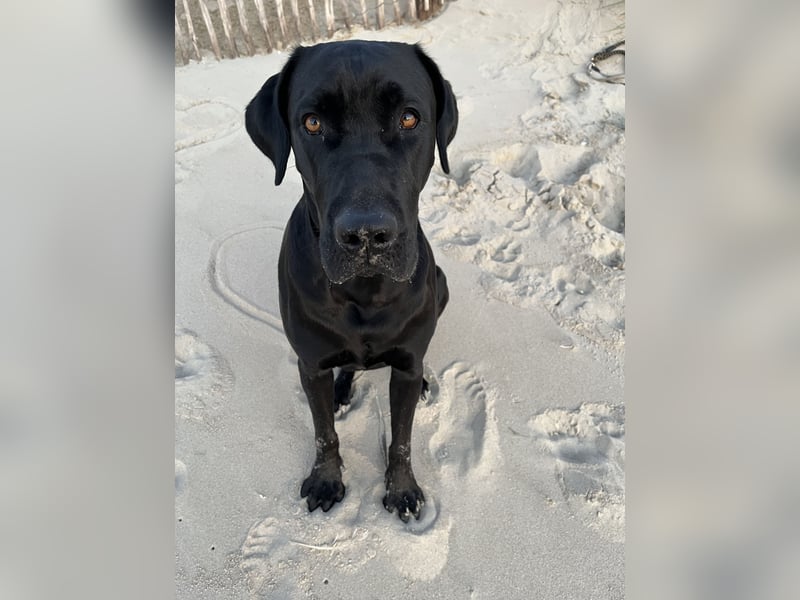 Wurfankündigung Cane Corso/Flat & Broholmer