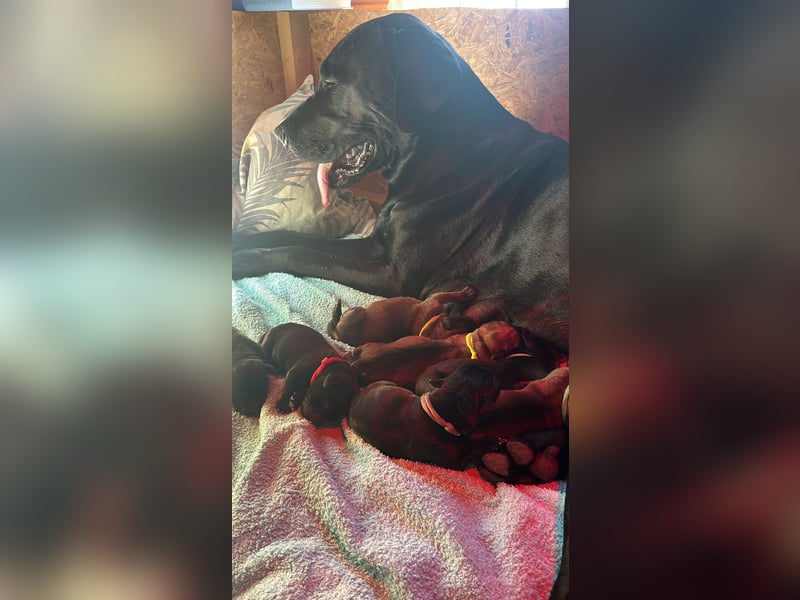 Wurfankündigung Cane Corso/Flat & Broholmer
