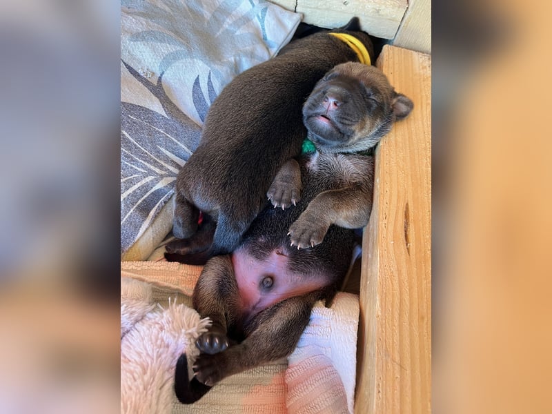 Wurfankündigung Cane Corso/Flat & Broholmer