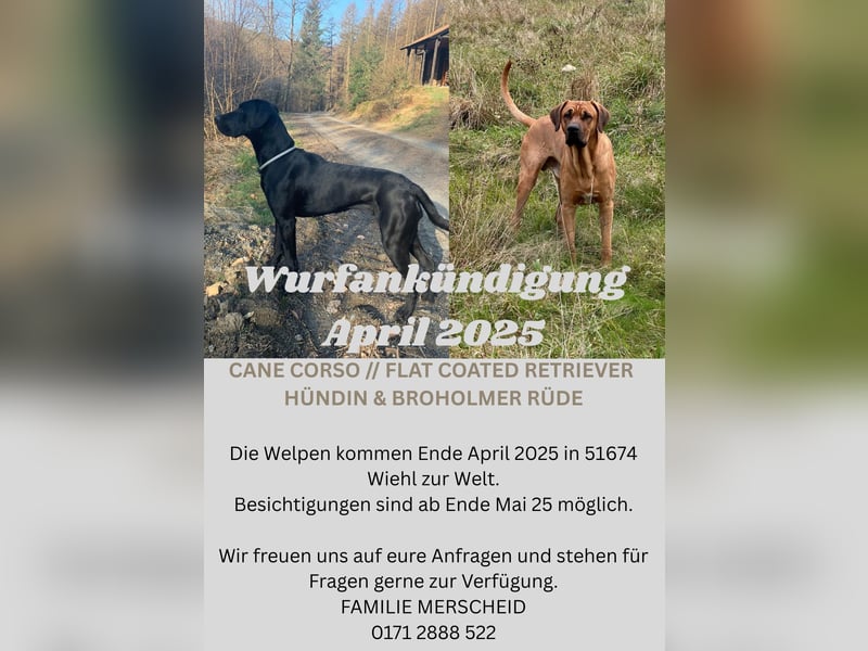 Wurfankündigung Cane Corso/Flat & Broholmer
