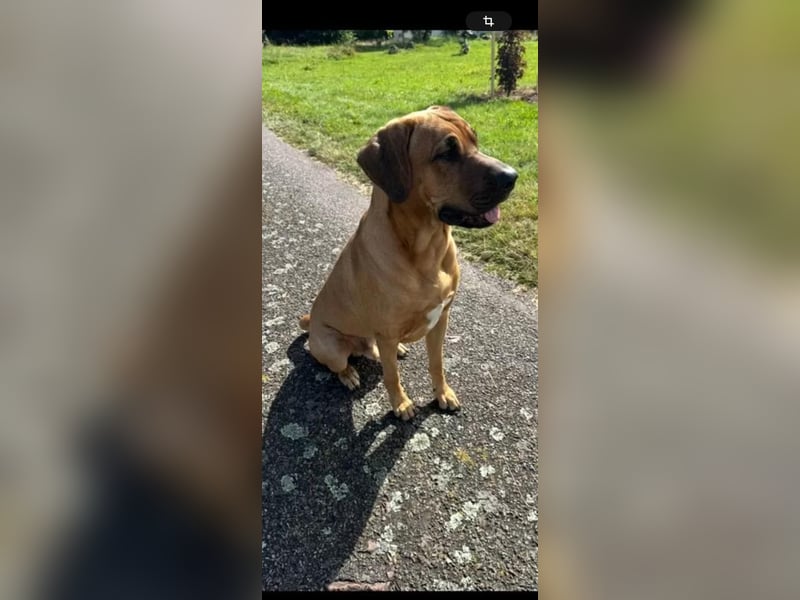 Wurfankündigung Cane Corso/Flat & Broholmer
