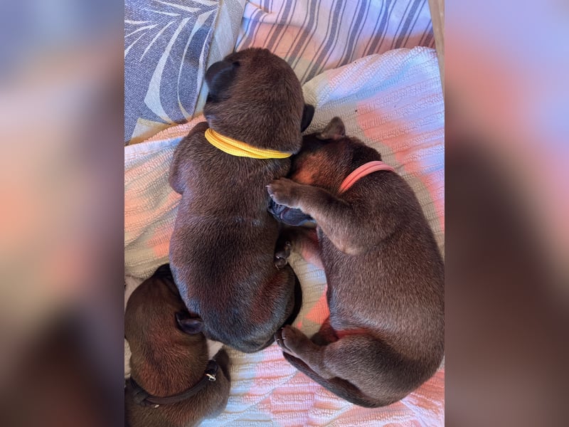 Wurfankündigung Cane Corso/Flat & Broholmer