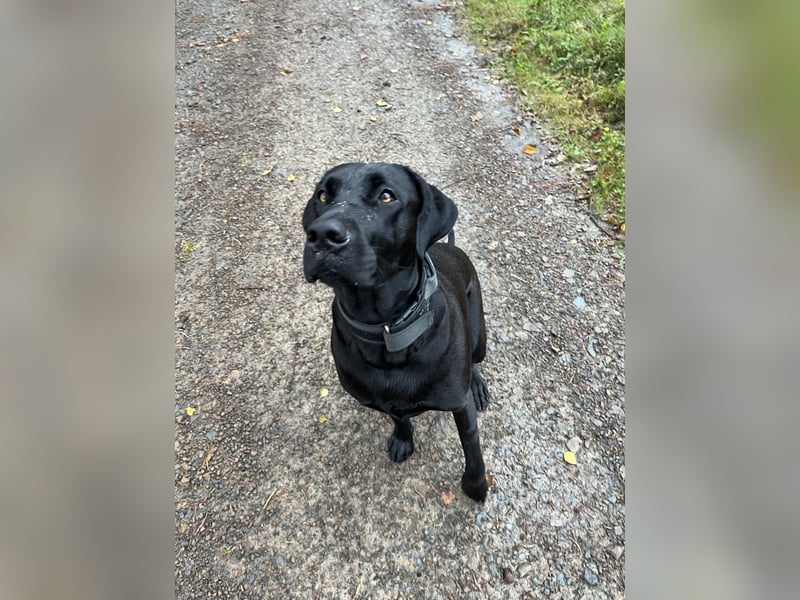 Wurfankündigung Cane Corso/Flat & Broholmer