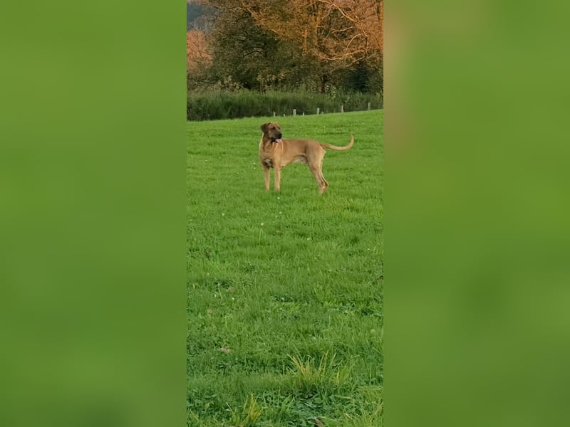 Wurfankündigung Cane Corso/Flat & Broholmer