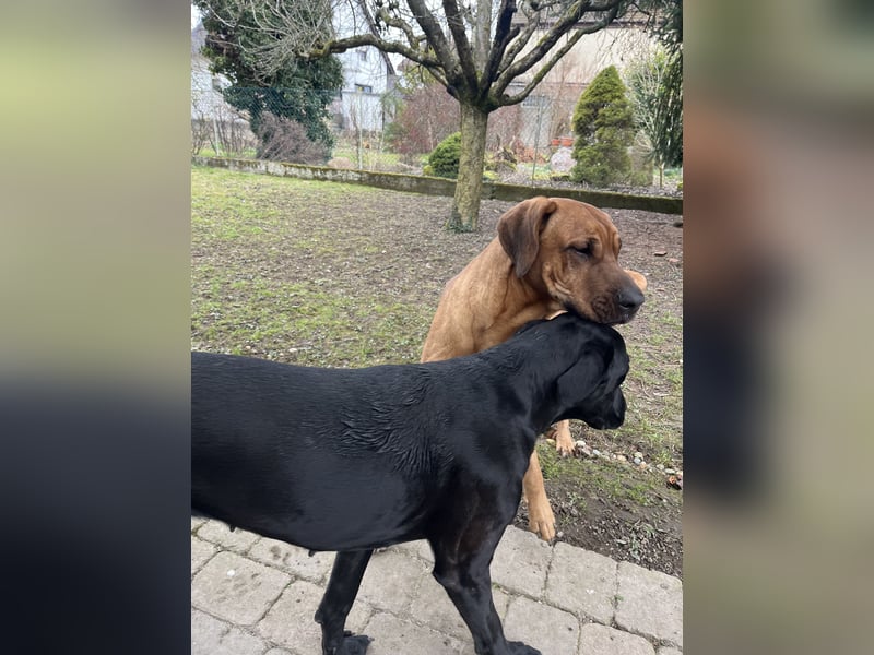 Wurfankündigung Cane Corso/Flat & Broholmer