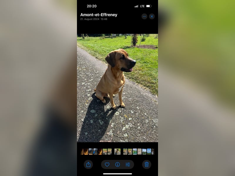 Cane Corso / Flat / Broholmer Wurfankündigung