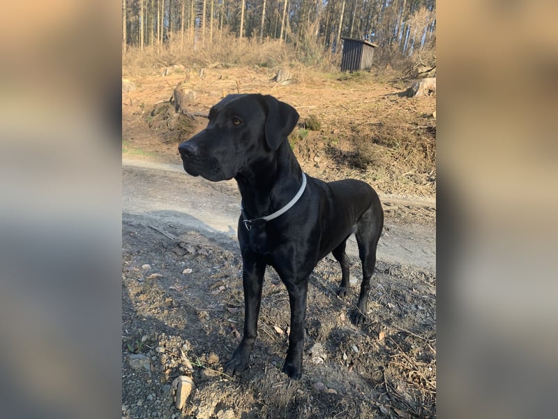 Wurfankündigung Cane Corso/Flat & Broholmer