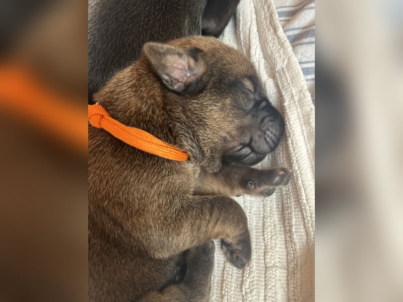Wurfankündigung Cane Corso/Flat & Broholmer