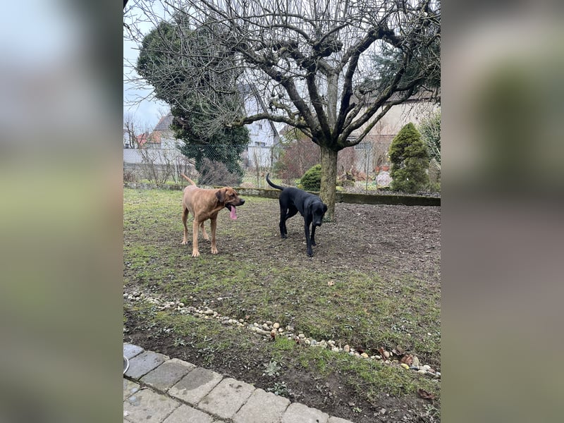 Wurfankündigung Cane Corso/Flat & Broholmer