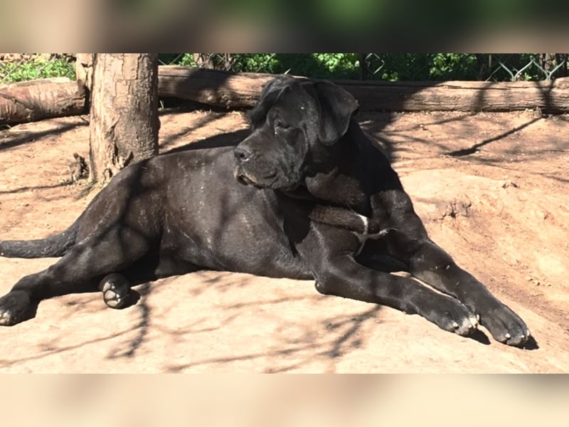 Cane Corso junge Hündin mit FCI-Stammbaum
