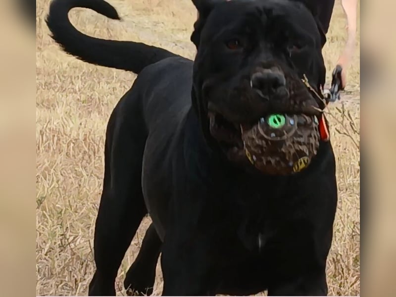 TOP junge Cane Corso Hündin mit FCI-Stammbaum
