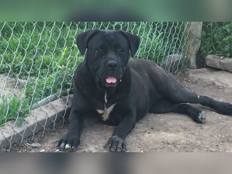 Cane Corso junge Hündin mit FCI-Stammbaum