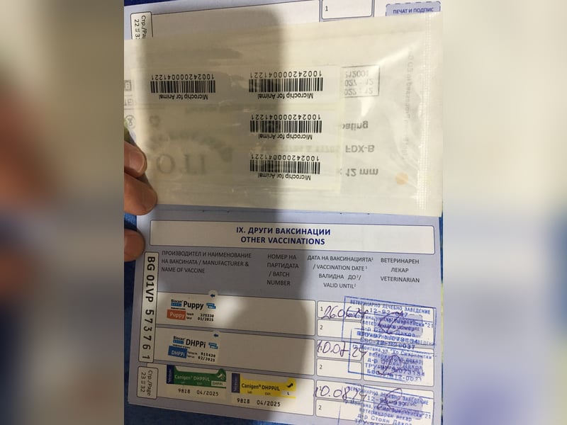 Cane Corso junge Hündin mit FCI-Stammbaum