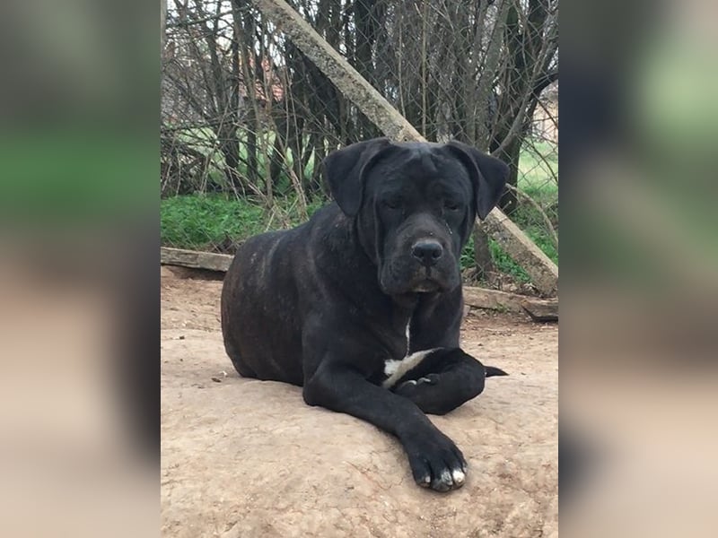 Cane Corso junge Hündin mit FCI-Stammbaum
