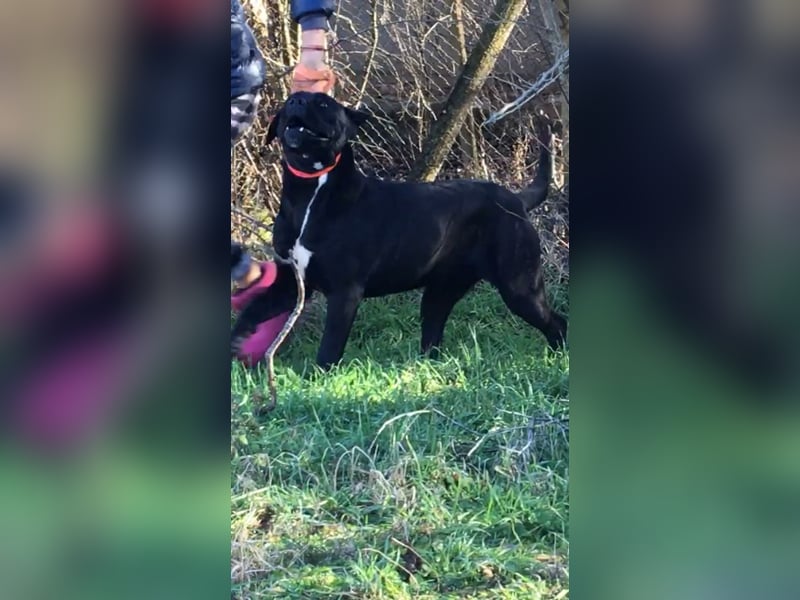 Cane Corso junge Hündin mit FCI-Stammbaum
