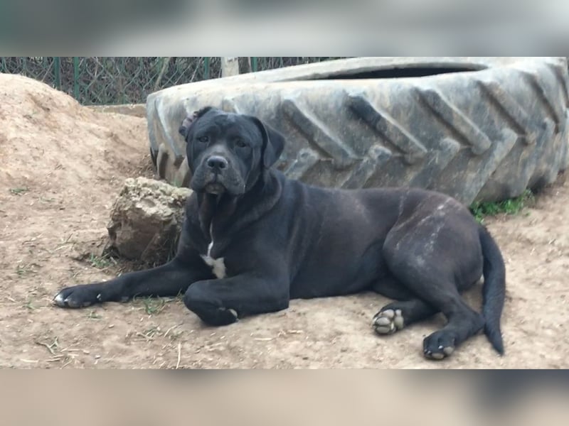 Cane Corso junge Hündin mit FCI-Stammbaum