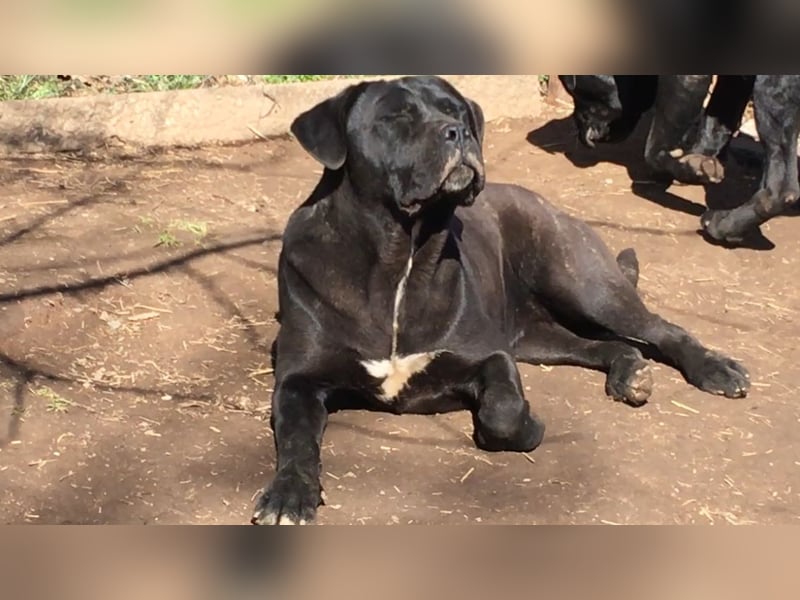 Cane Corso junge Hündin mit FCI-Stammbaum