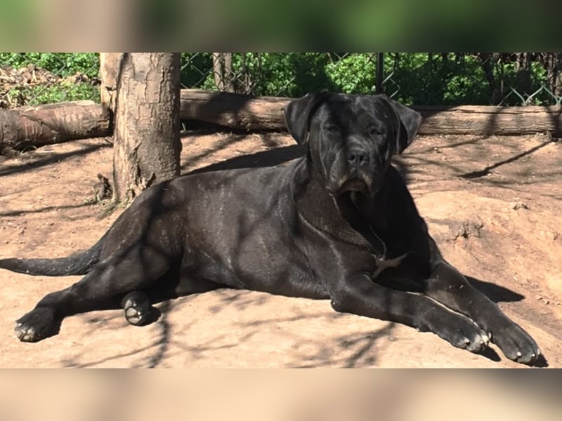 Cane Corso junge Hündin mit FCI-Stammbaum