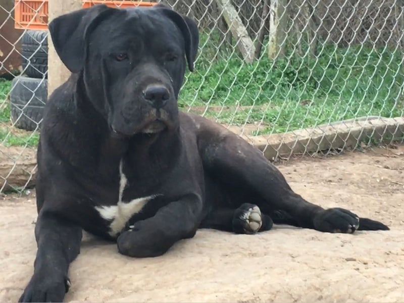 Cane Corso junge Hündin mit FCI-Stammbaum