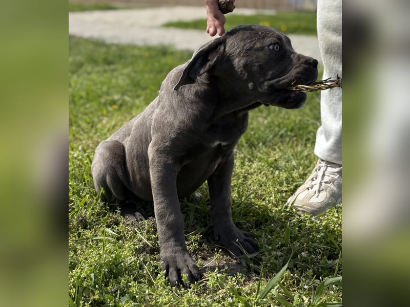 Cane Corso grau  welpen hündin Graue Hündin mit Züchtergarantie EUCH WCh-Linie zu verkaufen
