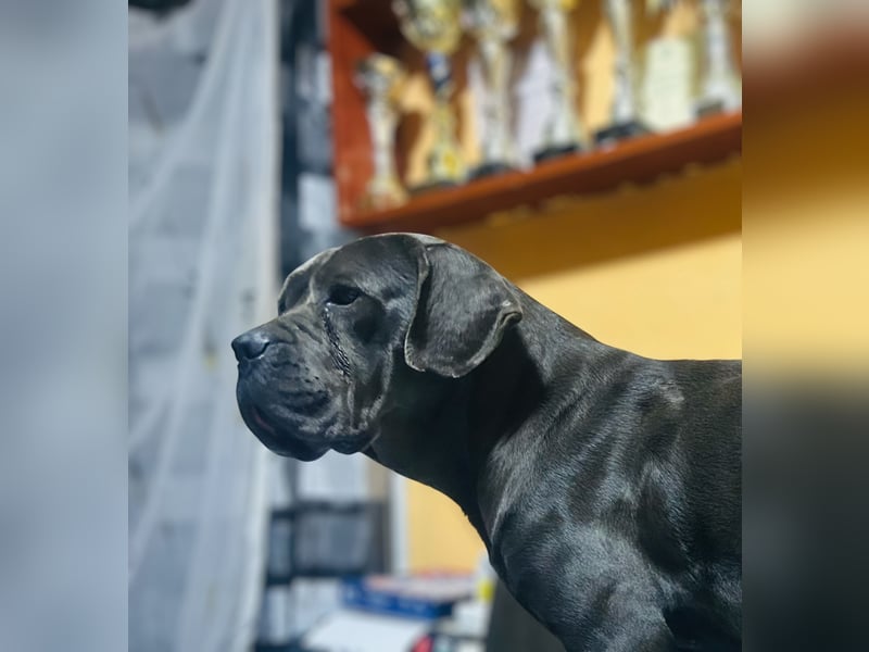 Cane Corso grau  welpen hündin Graue Hündin mit Züchtergarantie EUCH WCh-Linie zu verkaufen
