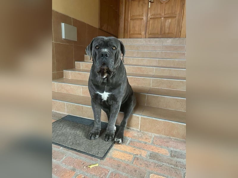 Cane Corso grau  welpen hündin Graue Hündin mit Züchtergarantie EUCH WCh-Linie zu verkaufen