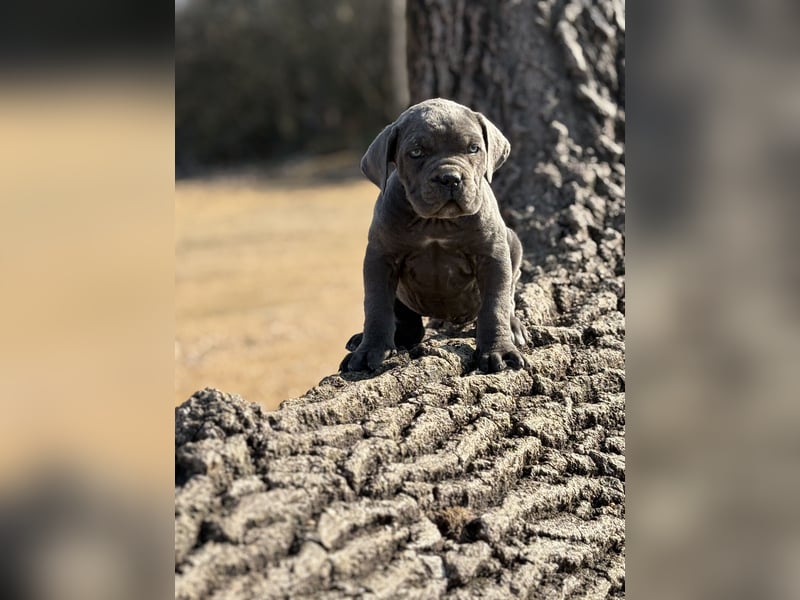 Cane Corso grau  welpen hündin Graue Hündin mit Züchtergarantie EUCH WCh-Linie zu verkaufen