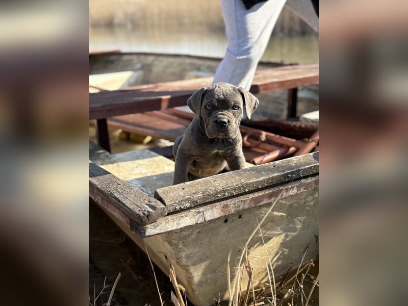 Cane Corso grau  welpen hündin Graue Hündin mit Züchtergarantie EUCH WCh-Linie zu verkaufen