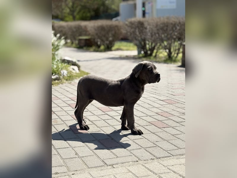 Cane Corso grau  welpen hündin Graue Hündin mit Züchtergarantie EUCH WCh-Linie zu verkaufen