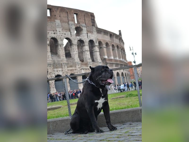 Cane Corso grau  welpen hündin Graue Hündin mit Züchtergarantie EUCH WCh-Linie zu verkaufen