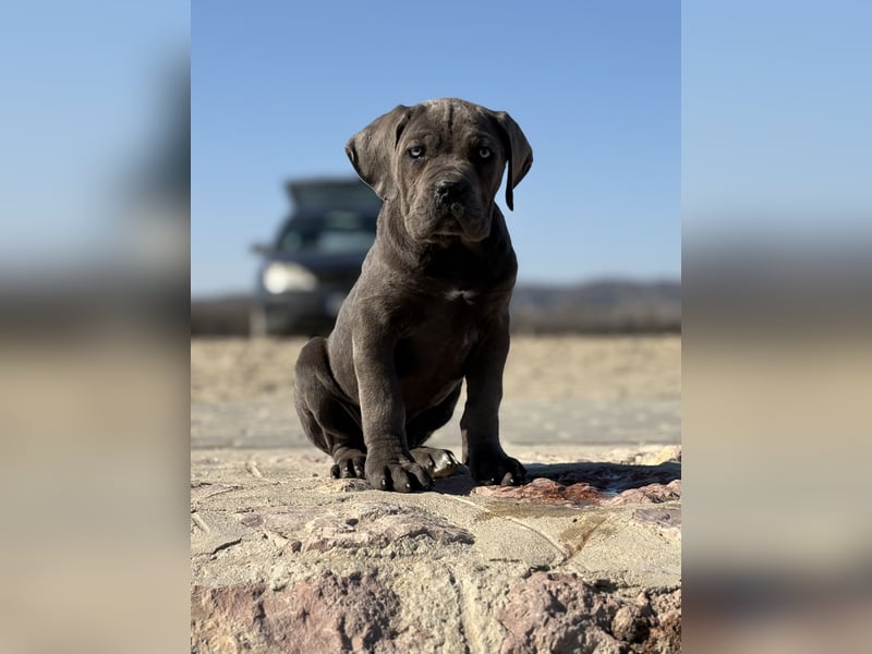 Cane Corso grau  welpen hündin Graue Hündin mit Züchtergarantie EUCH WCh-Linie zu verkaufen