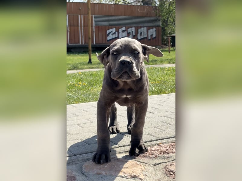 Cane Corso grau  welpen hündin Graue Hündin mit Züchtergarantie EUCH WCh-Linie zu verkaufen
