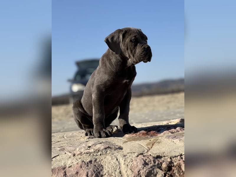 Cane Corso grau  welpen hündin Graue Hündin mit Züchtergarantie EUCH WCh-Linie zu verkaufen