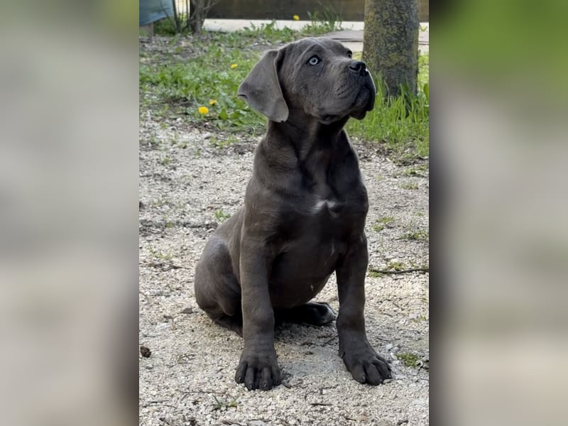Cane Corso grau  welpen hündin Graue Hündin mit Züchtergarantie EUCH WCh-Linie zu verkaufen