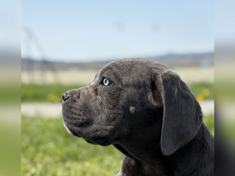 Cane Corso grau  welpen hündin Graue Hündin mit Züchtergarantie EUCH WCh-Linie zu verkaufen
