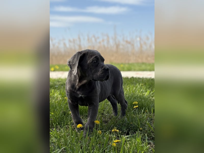 Cane Corso grau  welpen hündin Graue Hündin mit Züchtergarantie EUCH WCh-Linie zu verkaufen