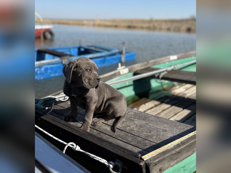 Cane Corso grau  welpen hündin Graue Hündin mit Züchtergarantie EUCH WCh-Linie zu verkaufen