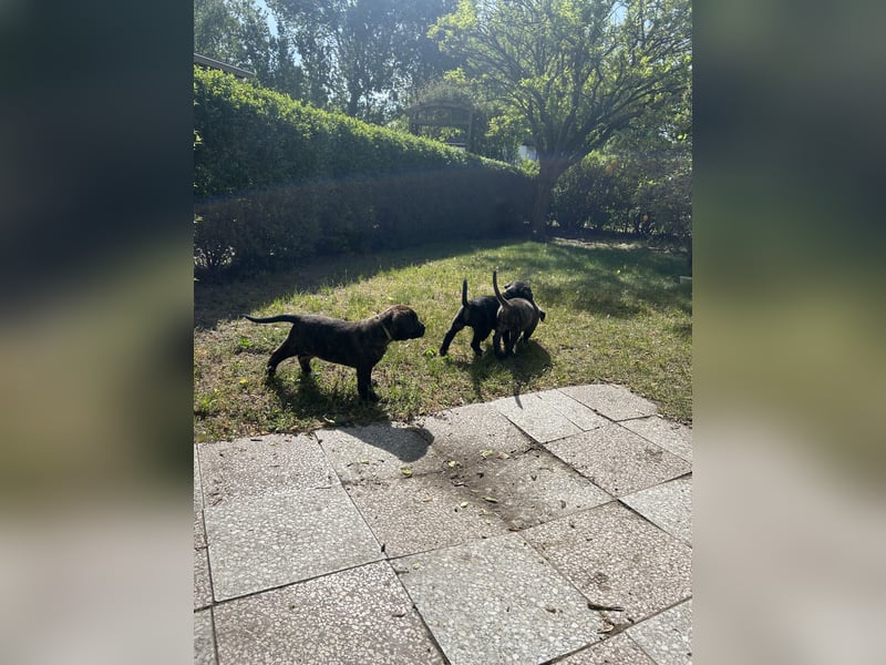 Presa Canario mix welpen