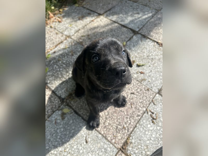 Presa Canario mix welpen