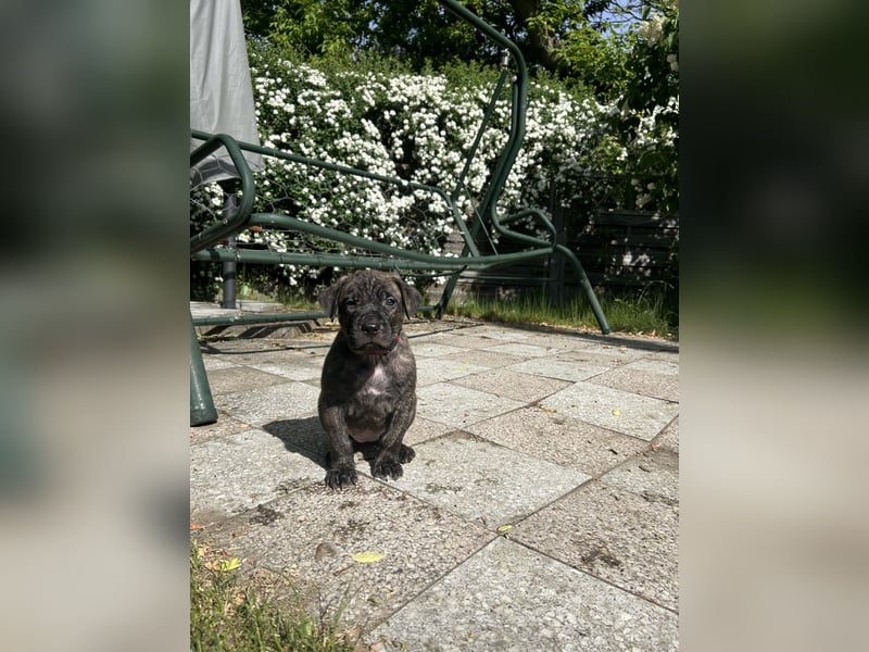 Presa Canario mix welpen