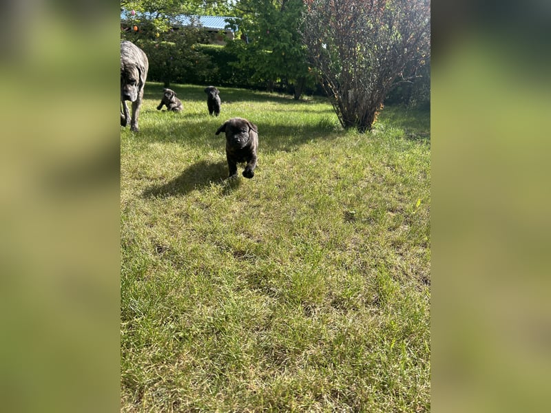 Presa Canario mix welpen
