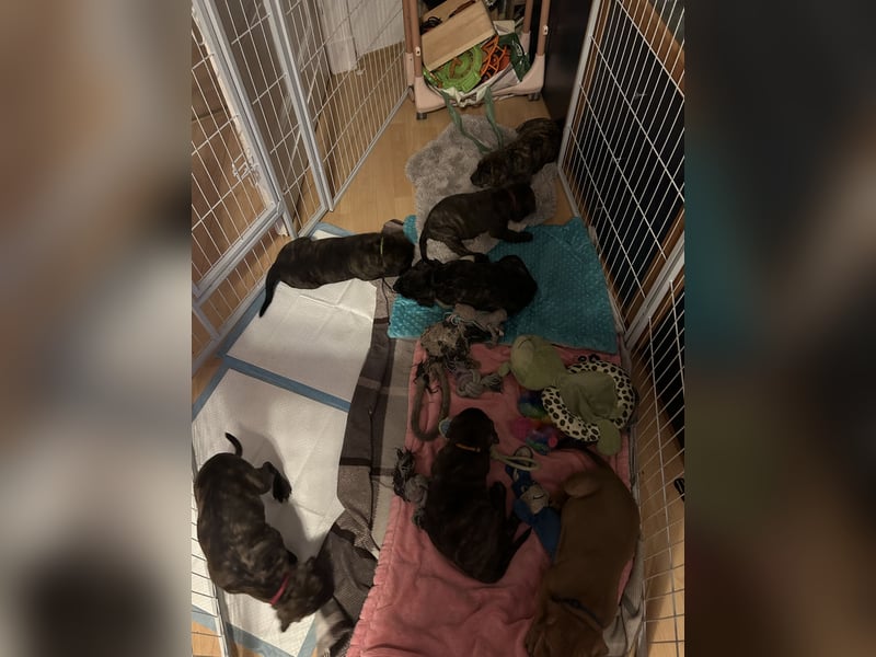 Presa Canario mix welpen