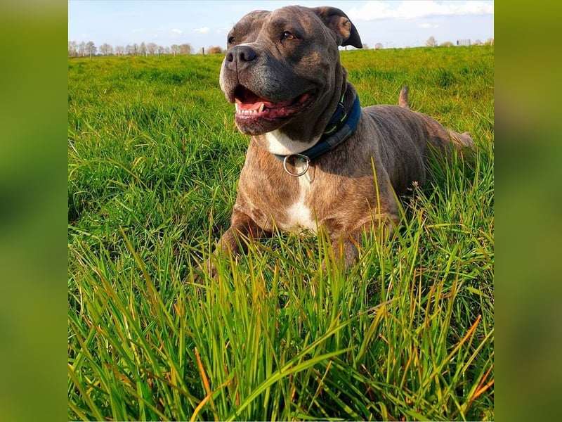 Cane corso  x American Bully classic welpen