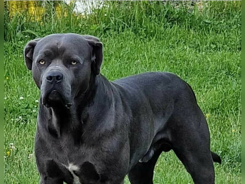 Cane corso  x American Bully classic welpen