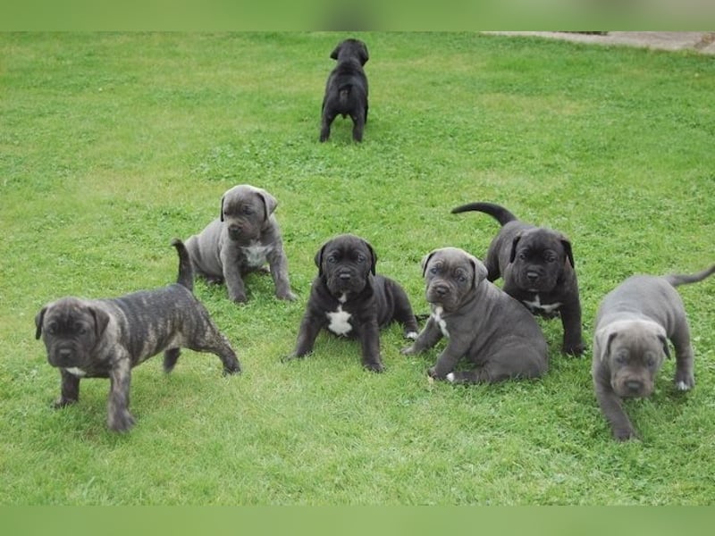 Cane Corso Welpen