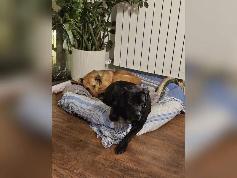 Arena auf Pflegestelle in 88273 Fronreute sucht ihr Zuhause