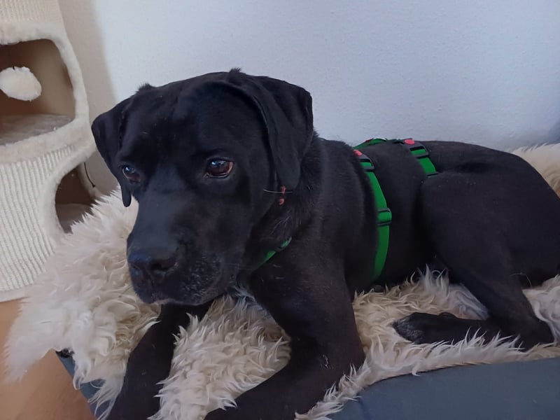 Arena auf Pflegestelle in 88273 Fronreute sucht ihr Zuhause