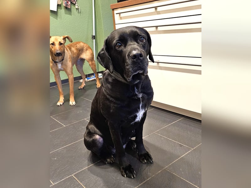 Arena auf Pflegestelle in 88273 Fronreute sucht ihr Zuhause