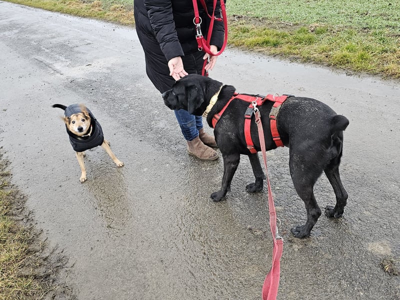 Arena auf Pflegestelle in 88273 Fronreute sucht ihr Zuhause